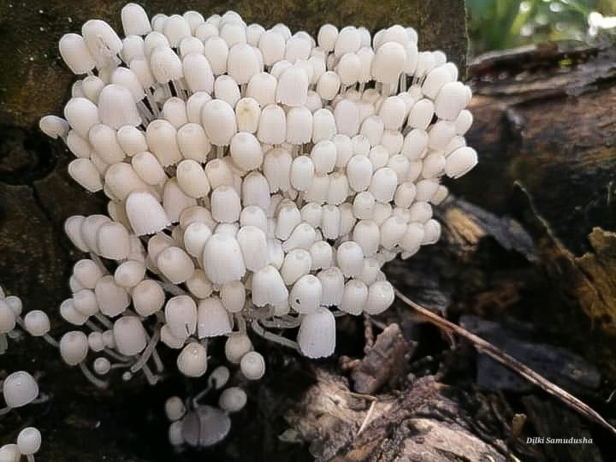 Coprinellus disseminatus (Pers.) J.E. Lange